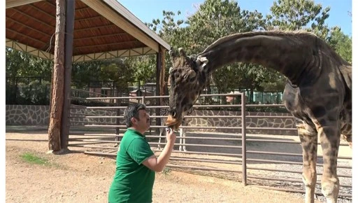  Z&uuml;rafalar ile bakıcılarının dostluğu şaşırtıyor
